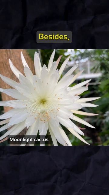 Rarest Flower?! смотреть онлайн