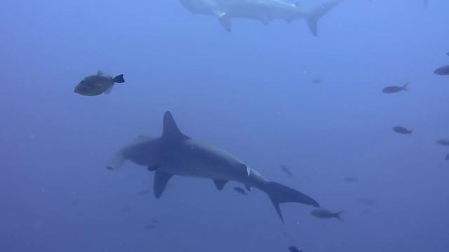 Hammerhead at Darwin смотреть онлайн