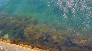 Понизовка пляж