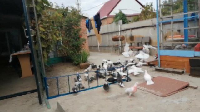 ГОЛУБИ - КОЛЛЕГА В ГОСТЯХ. " АЛЕКСАНДР ДЕРКАЧ " 12.09.2021.г. смотреть онлайн