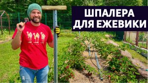 Лучшая шпалера для ежевики на века!