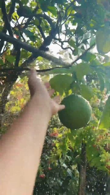 Pomelo fruit #shortvideo #photography #pomelofruit смотреть онлайн