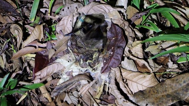 New documentary - TARANTULAS of COSTA RICA смотреть онлайн