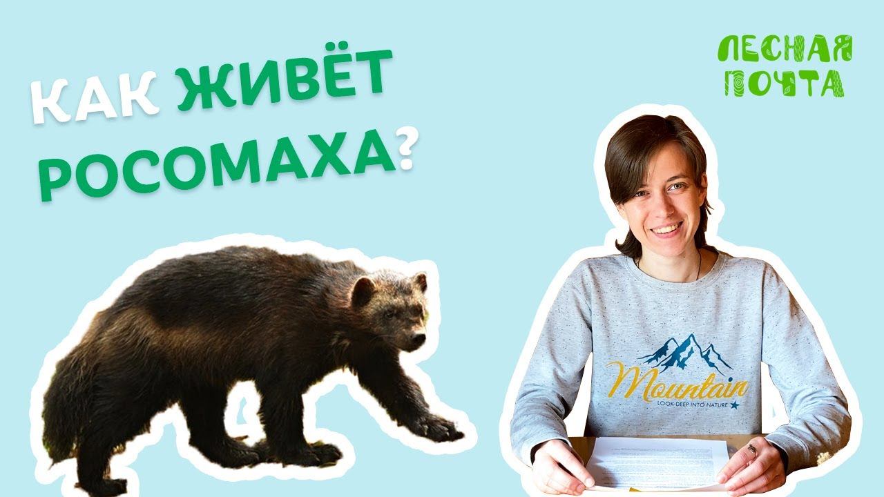 Как живет росомаха? Лесная почта Лапландского заповедника смотреть онлайн
