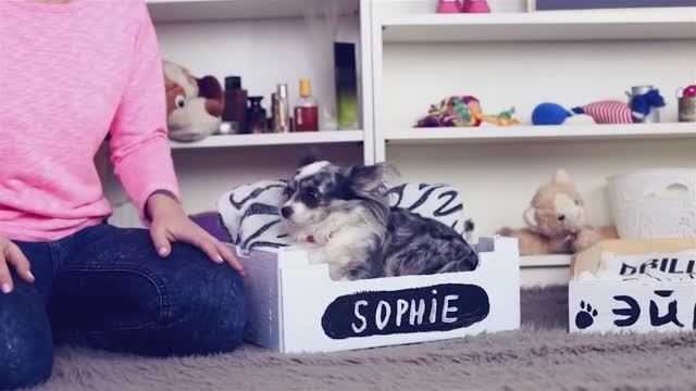 Лежанки для питомцев своими руками: простой DIY из подручных материалов 🛏️✂️ смотреть онлайн