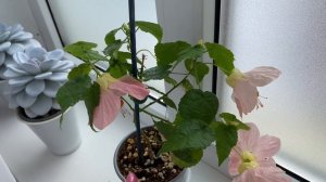 ТОЛЬКО ЭТИ ЦВЕТЫ ВЫРАЩИВАЮ НА ОКНЕ | Комнатные растения