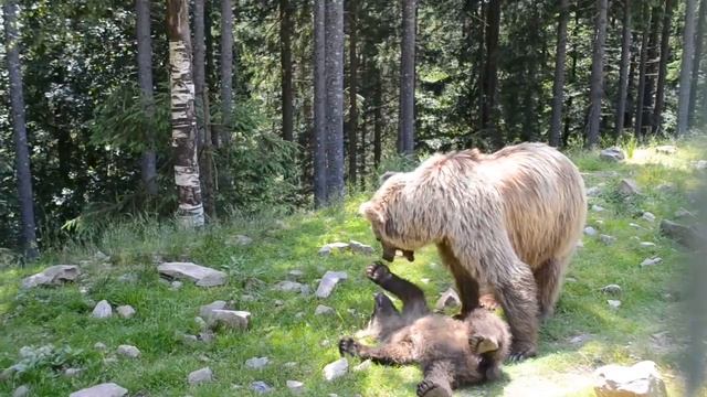 Центр реабілітації бурого ведмедя смотреть онлайн