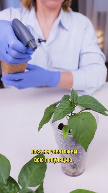 Рассада погибнет в считаные дни, если появились эти признаки! смотреть онлайн