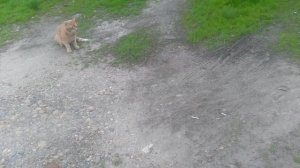 Рыжый котик и кошечка  1 сезон 1 серия