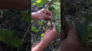 Прививка зеленое в зеленое. Тонкости прививки.