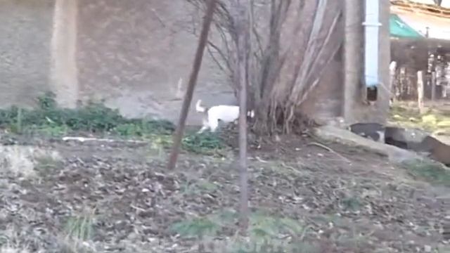 Psi lutalice dobro zbrinuti u borskom prihvatilistu, 24.decembar 2014. (RTV Bor) смотреть онлайн