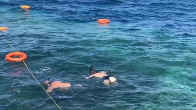 Red Sea Royal Albatros Moderna смотреть онлайн