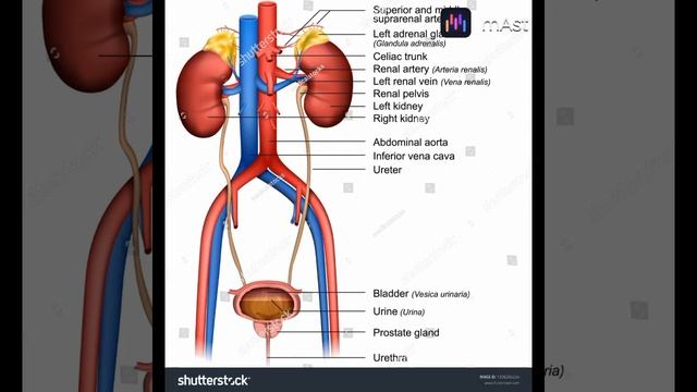 #mbbs #motivational #anatomy #doctor #song #clinical #medical #medicalstudent #neet #atlas смотреть онлайн