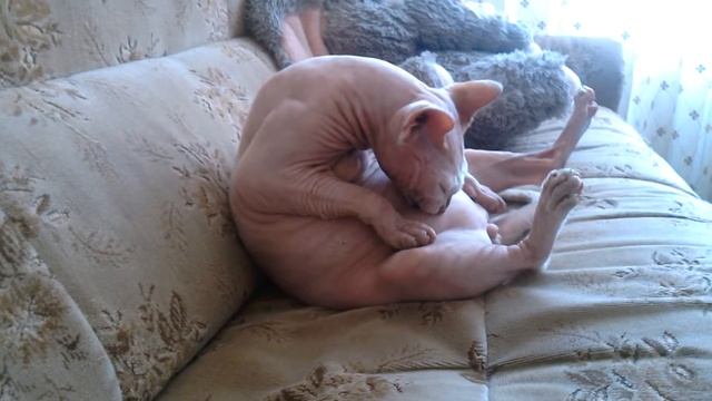 Кот-бегемот смотреть онлайн