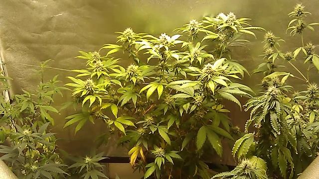ViparSpectra P1500 SMD tech led & more update смотреть онлайн