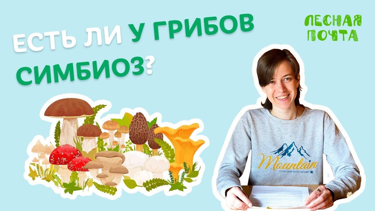 Есть ли у грибов симбиоз? Лесная почта Лапландского заповедника смотреть онлайн