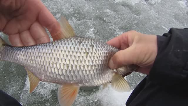 Белоярское водохранилище. Рыбалка у высоковольтной. смотреть онлайн
