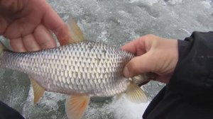 Белоярское водохранилище. Рыбалка у высоковольтной.