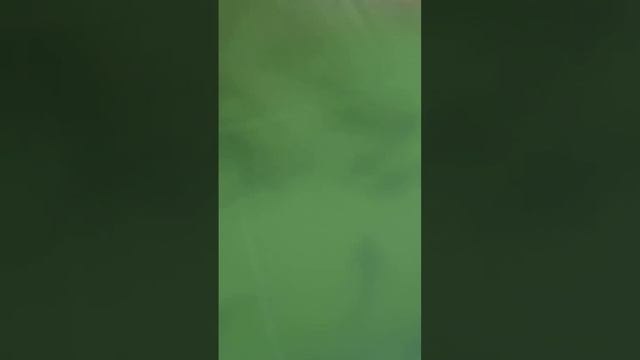 УЗВ на осетра 1100 кг, площадь 50 м2 смотреть онлайн