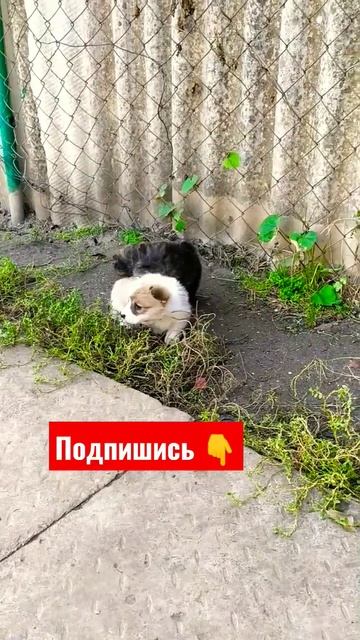 Очень суровые щенки 😲! #померанец #щенокшпица #корги #щенкикорги #смешныещенки #мимими #милыйщенок смотреть онлайн