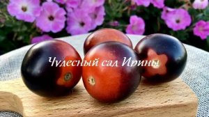 Любимые сорта от Freshtomat. Часть 2. Биколоры