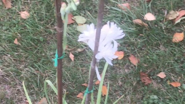 Tubéreuse 'La Perle' 'Polianthes tuberosa' Virtuose de parfums смотреть онлайн