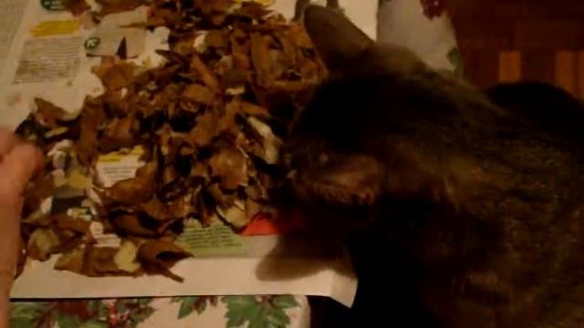 голодный кот