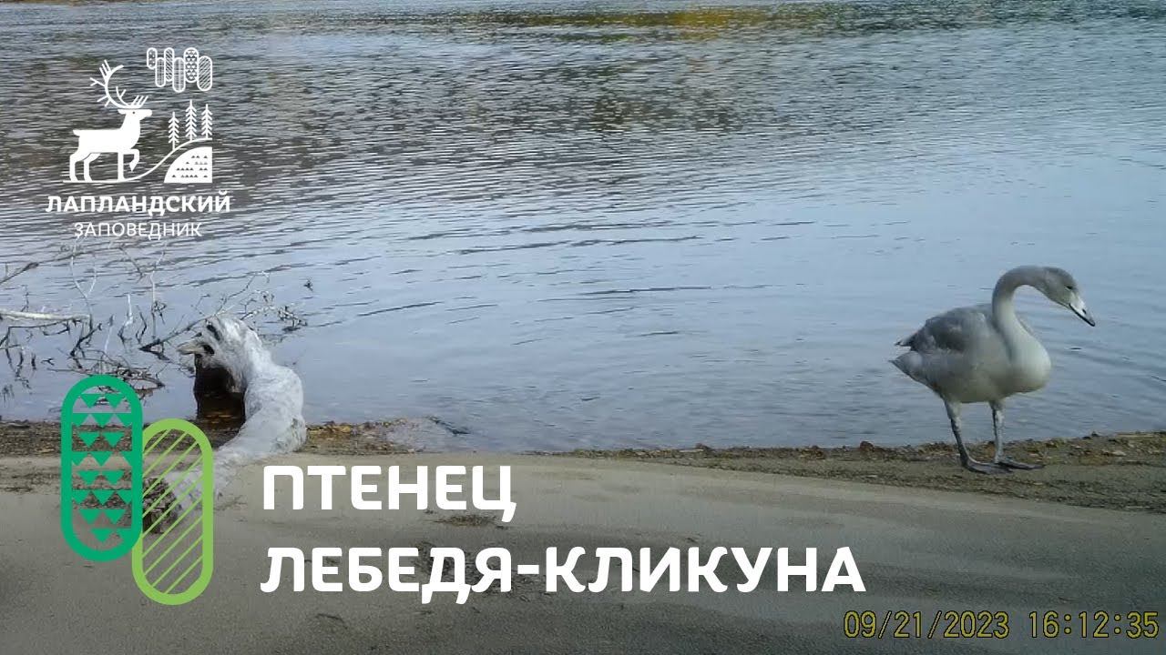 Птенец кликуна выходит на берег. Фотоловушка Лапландского заповедника смотреть онлайн