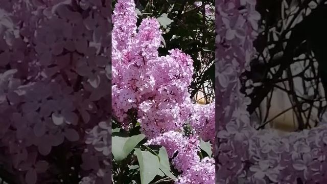 🎬НОВОЕ ВИДЕО! 😍 🎶✨ ВЕСЕННИЙ ХИТ 🎶✨ ЧУДЕСНОЕ ЦВЕТЕНИЕ СИРЕНИ 🎶✨ смотреть онлайн