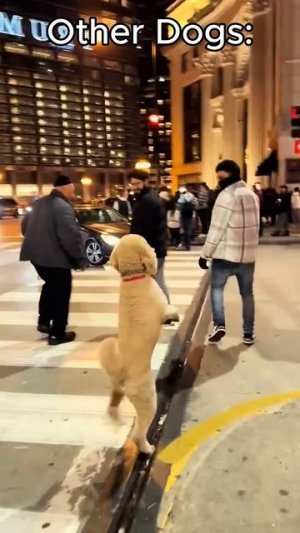 Чудо пёсики ! ! ! :)