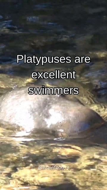 Swimmers смотреть онлайн