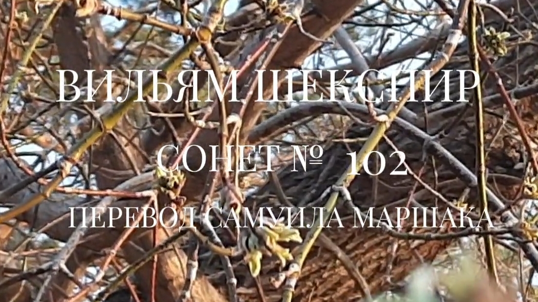Вильям Шекспир. Сонет № 102. Пер. Самуила Яковлевича Маршака (Люблю, - но реже говорю об этом) смотреть онлайн