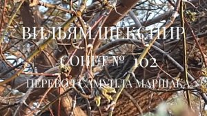 Вильям Шекспир. Сонет № 102. Пер. Самуила Яковлевича Маршака (Люблю, - но реже говорю об этом)