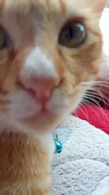 Cat Passport Photo смотреть онлайн