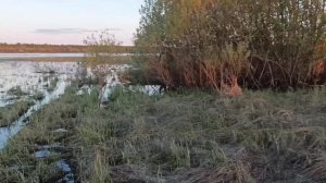 Охота с подсадной. продолжение .Сегодня с напарником с которым уже третий сезон ездим сюда.