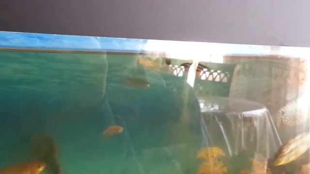 Fishes of Baku смотреть онлайн