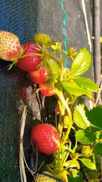 Суниця садова (Фурор)