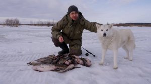 Ловля налима. Лучшая приманка на налима