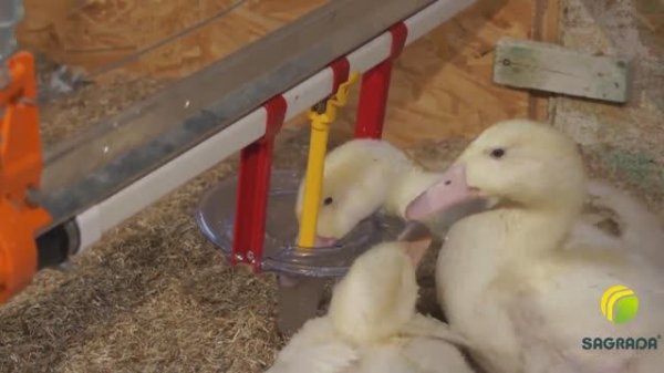 Поение для уток SAGRADA