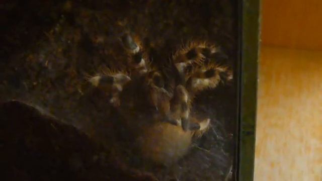 Nhandu coloratovillosus смотреть онлайн