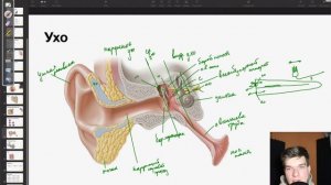 6.45. Строение уха | Вестибулярный аппарат | Анатомия к ЕГЭ | Георгий Мишуровский