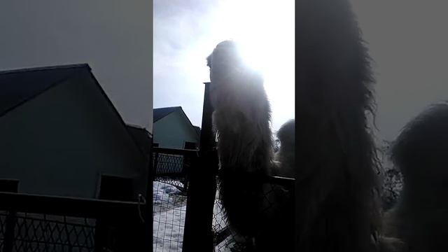 ВЕРБЛЮД 1 смотреть онлайн