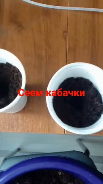 как посеять кабачки смотреть онлайн