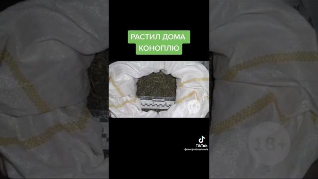 Растил дома канаплю смотреть онлайн