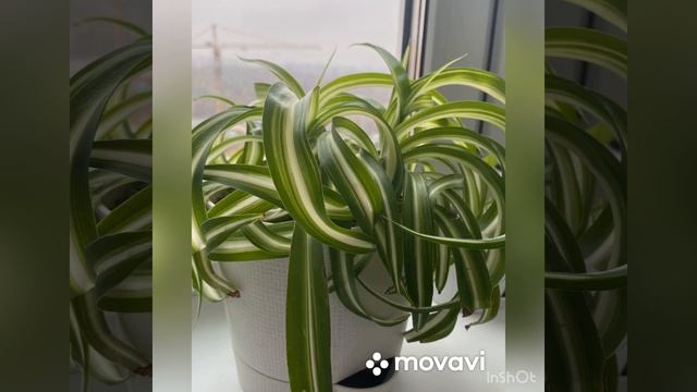 Мои часть комнатных растений 🌺🌺🌺🌺 смотреть онлайн