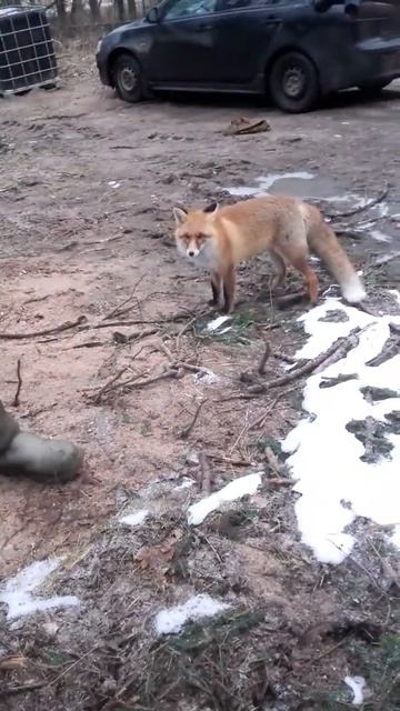Лен области Выборг смотреть онлайн
