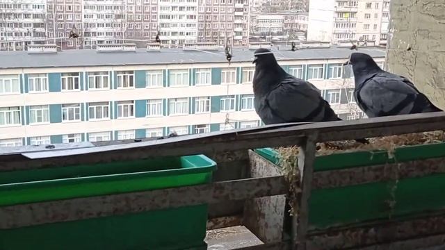 Columba livia у нас а у вас смотреть онлайн