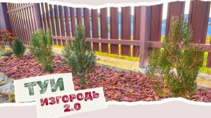 Теперь мои туи - ИЗГОРОДЬ|Пересадила туи с поля