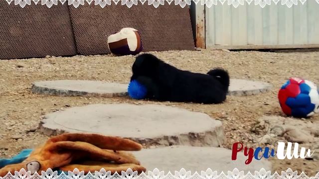 Русиши гиперактивные