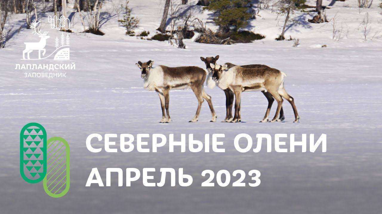 Дикие северные олени. Лапландский заповедник смотреть онлайн
